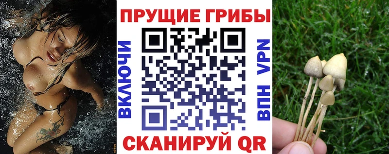 Псилоцибиновые грибы Psilocybe  закладки  нарко площадка Telegram  Знаменск 